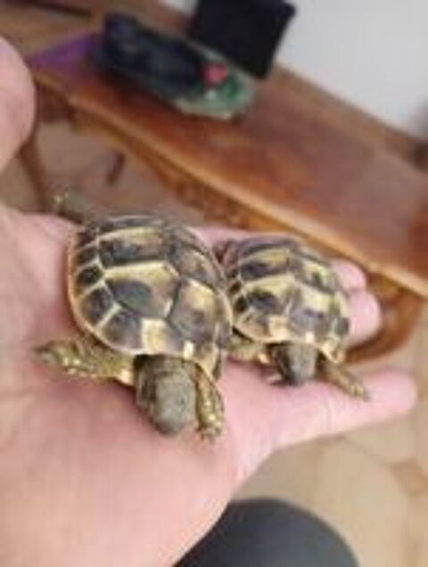   petites tortues de terre 