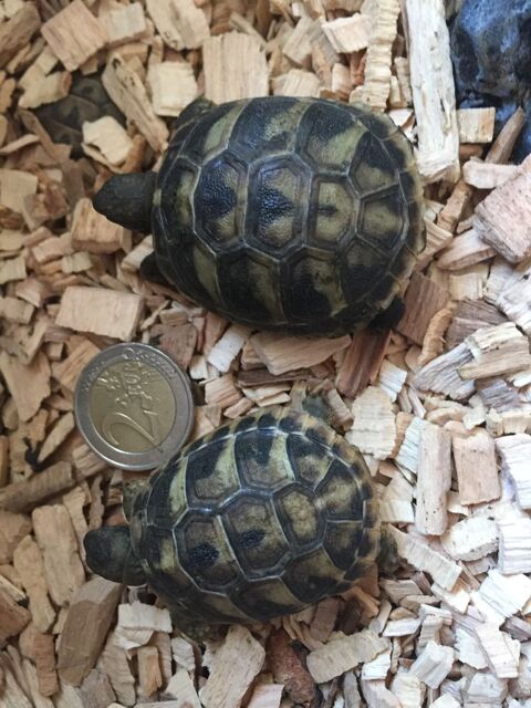 BB Tortues de terre juvéniles nées cet été 40 30600 Vauvert