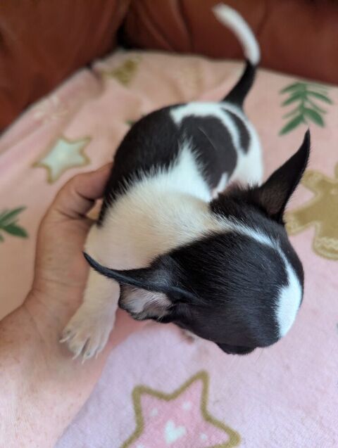 Adorables chiots Chihuahua 700 12390 Goutrens