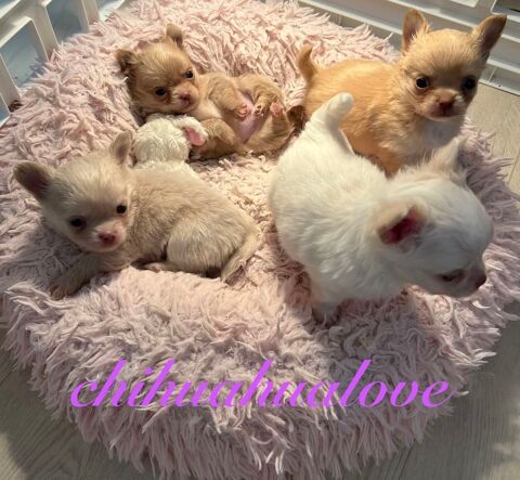 somptueux petits chihuahuas poils long 2600 49000 Angers