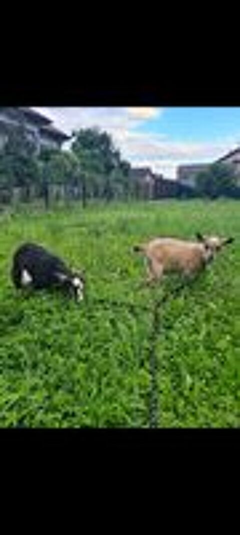   2 boucs castré  
