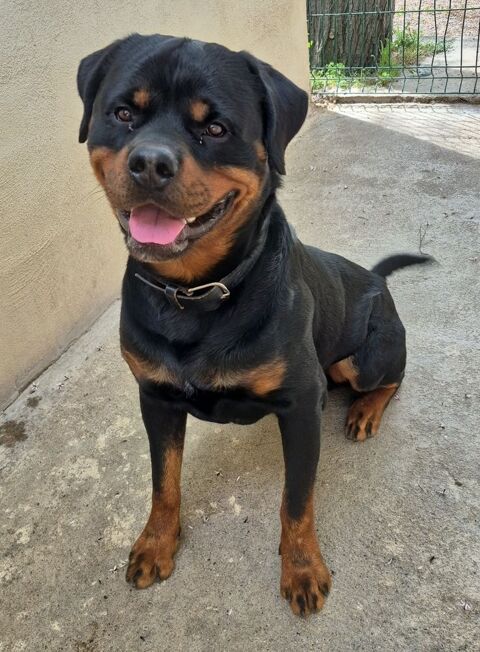 BROSSARD, rottweiler, 2 ans 220 34500 Béziers