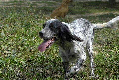 Setter Anglais LOF adultes disponibles de suite 300 31350 Blajan