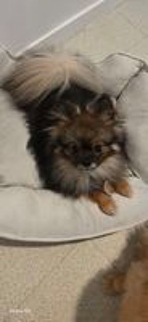   Saillie spitz nain 