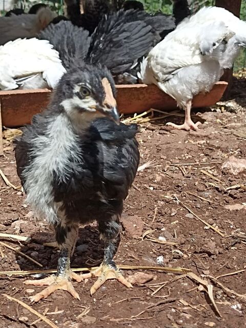 Poussins de 1,5 mois 11500 Quillan