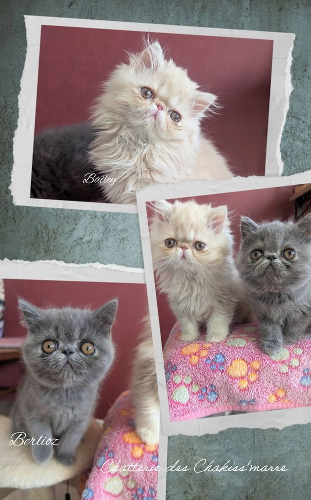   chatons exotic shorthair  et persan à réserver  