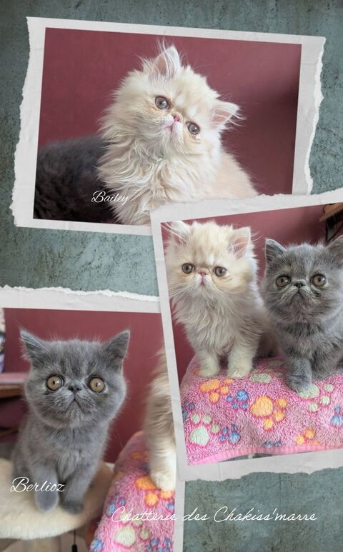 chatons exotic shorthair  et persan &agrave; r&eacute;server 830 67330 Bouxwiller