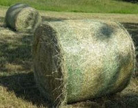   foin de prairie naturelle sans engrais 