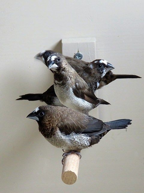 Oiseaux moineaux mdj male pas de femelle 5 78955 Carrières-sous-poissy