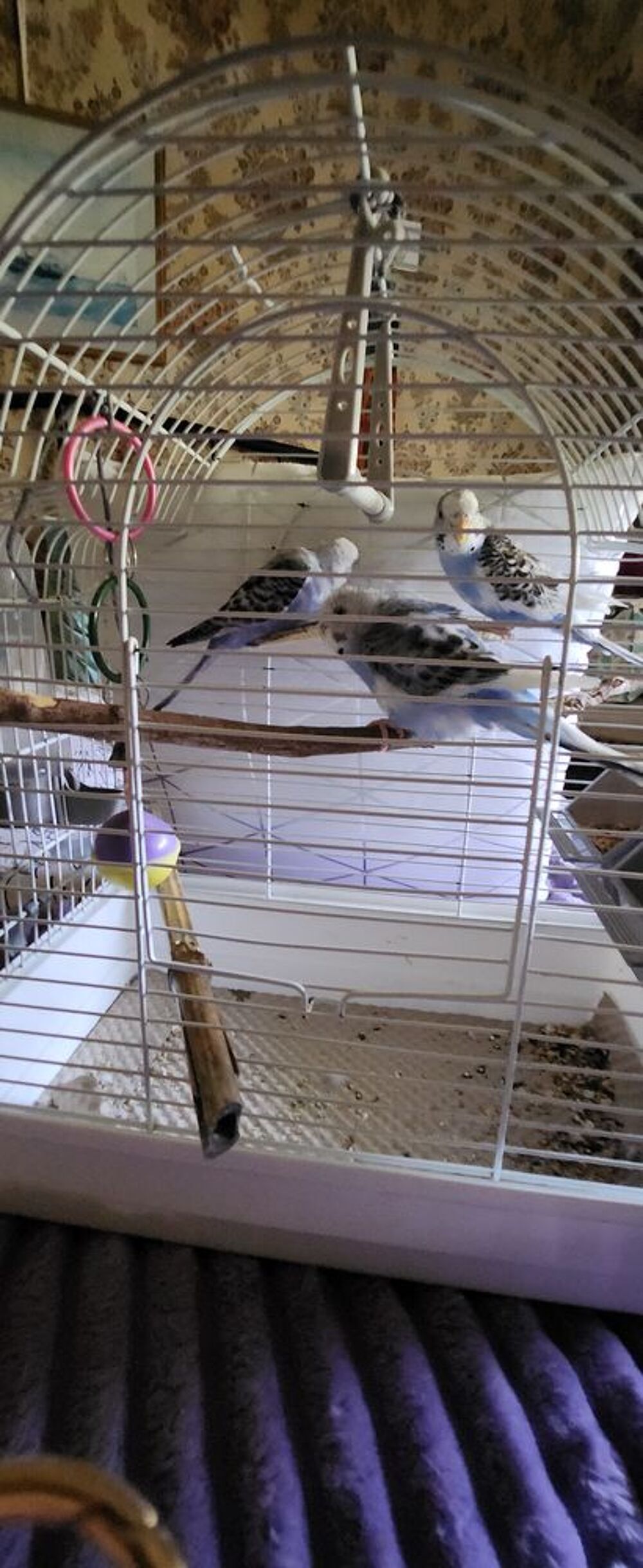   3 jolies perruches ondulées âgées de 3mois. 