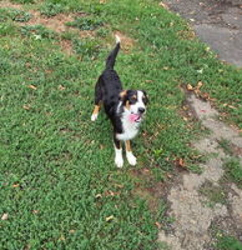   Chiots berger australien non lof  