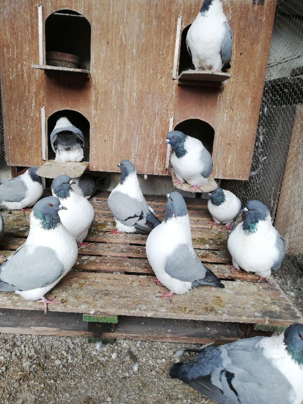   Pigeons 