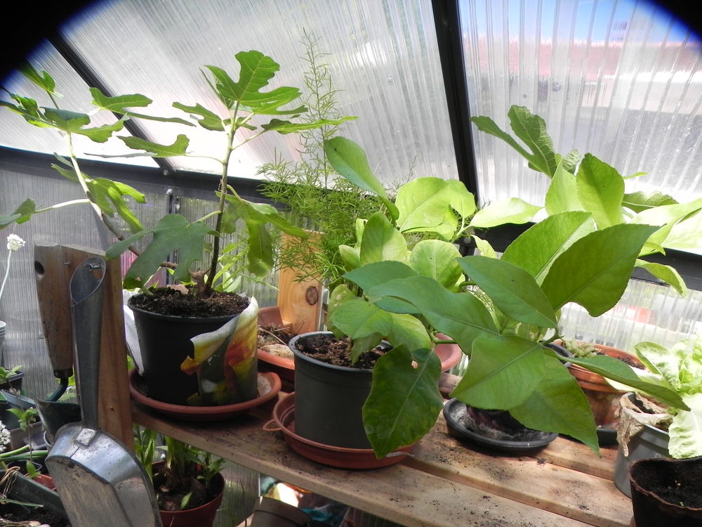 figuiers de diff&eacute;rentes tailles Jardin
