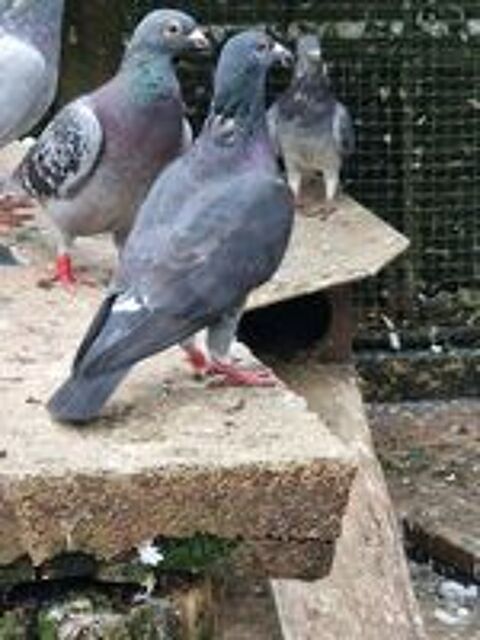   Pigeon voyageur bague  
