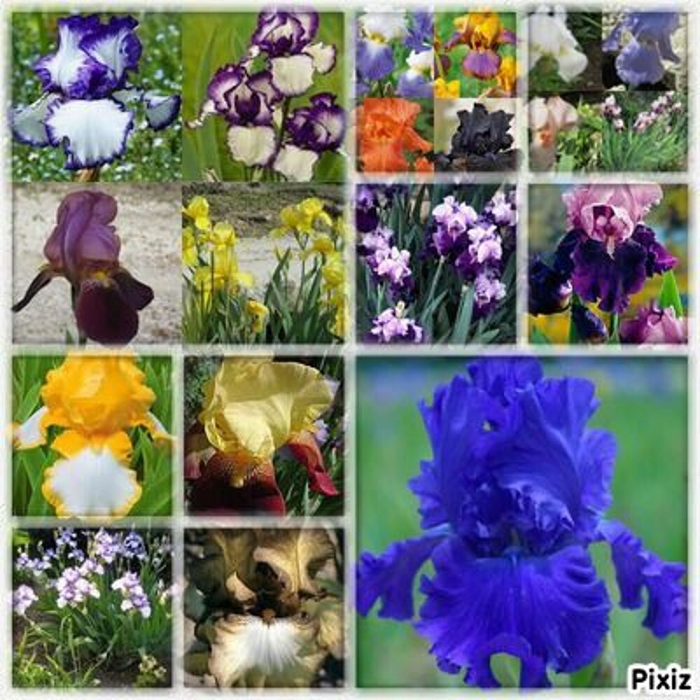 iris germanica ou iris des jardins Jardin
