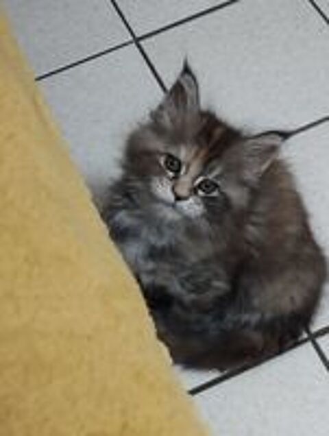   Chatons maine coon  