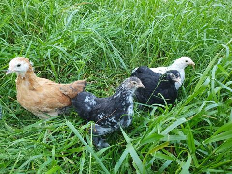 Couple de bantam de Pekin 35 49360 Yzernay