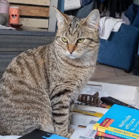 CHATAIGNE 1 26200 Mont�limar