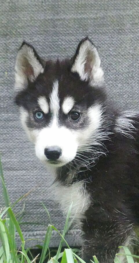 Chiots Husky sibérien 750 91650 Breuillet