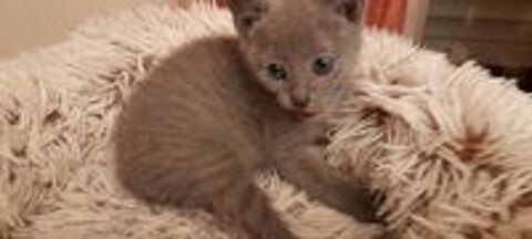   chatons bleu russe LOOF 