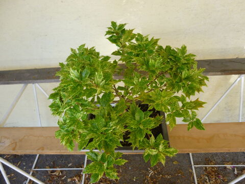 MAGNIFIQUE BONSAI OSMANTHUS .  17 ANS . 25 Urbs (68)