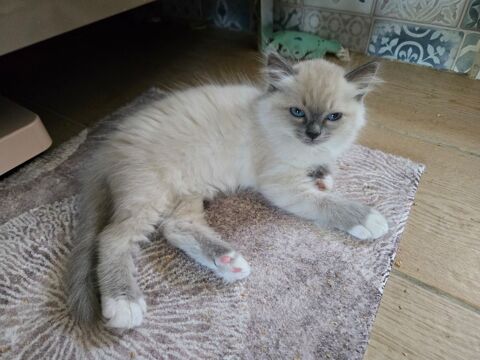 Chatons papa sacre de birmanie 0 26400 Eurre