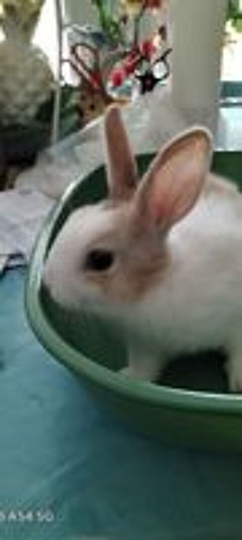   Recherche bb lapine naine sans race 