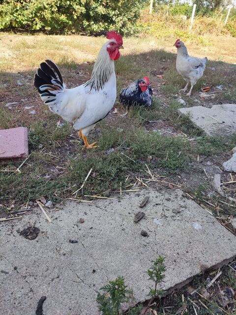 Coq blanc 10 18260 Vailly-sur-sauldre