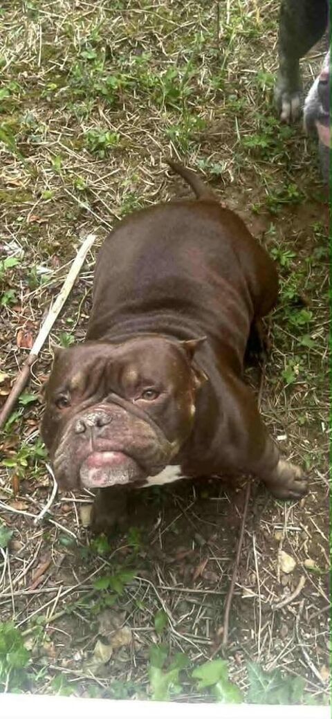 Chien TALYA à l adoption 210 26130 Saint-restitut