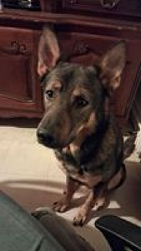   chien malinois 