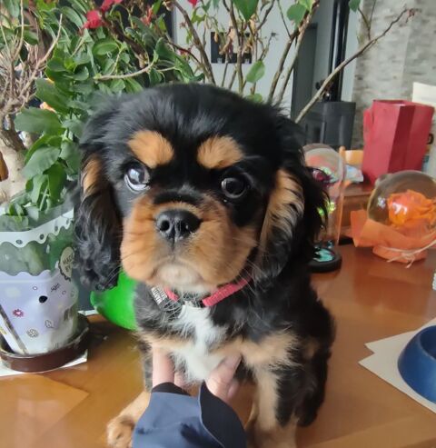 ? Femelle Cavalier King Charles ? 3 mois ? Noir & Feu ?  0 54280 Seichamps