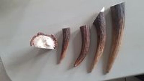   friandise os bois bois de cerf  jouet pour chien 