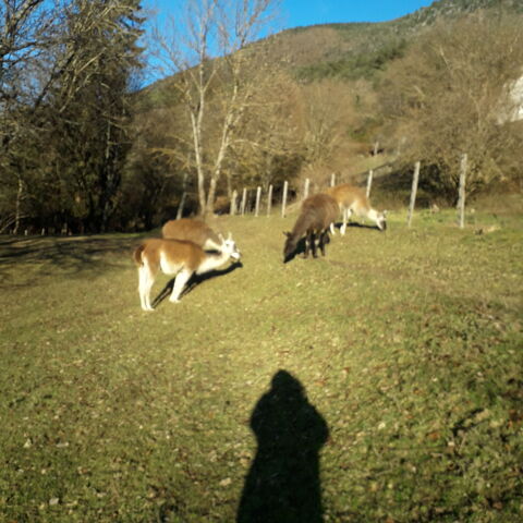 donne 5 lamas ( 3 males castres 2 femelles ) 2000 38350 Marcieu