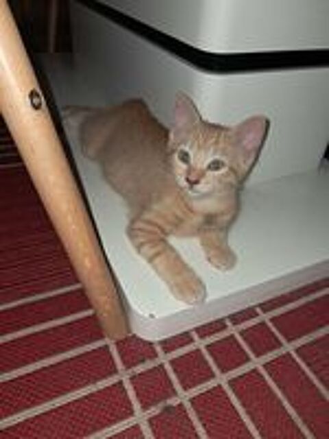   Chaton 