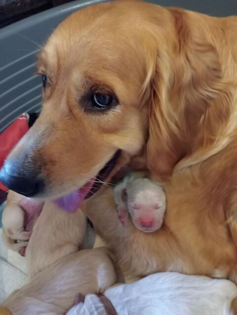 CHIOTS GOLDEN RETRIEVER 1300 38270 Beaurepaire