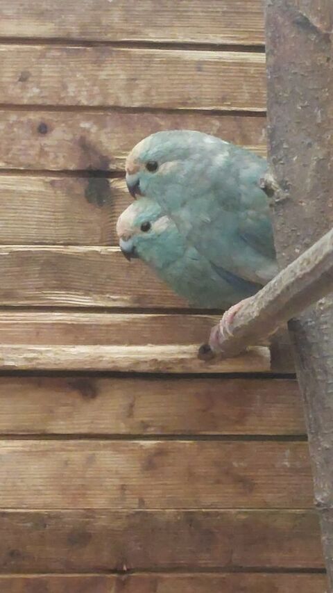 PERRUCHES kakariki 40 85000 La roche-sur-yon