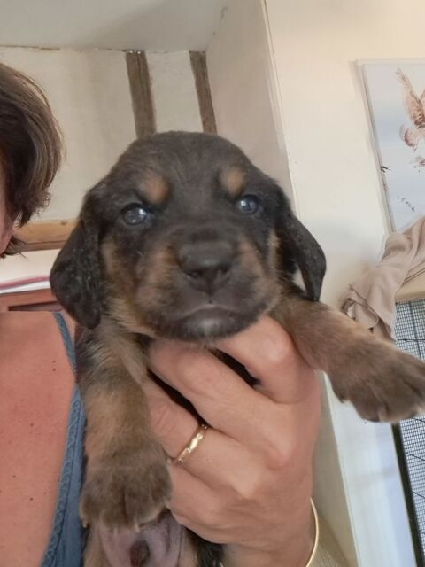 Chiot beagle x basset hound 0 31230 Puymaurin