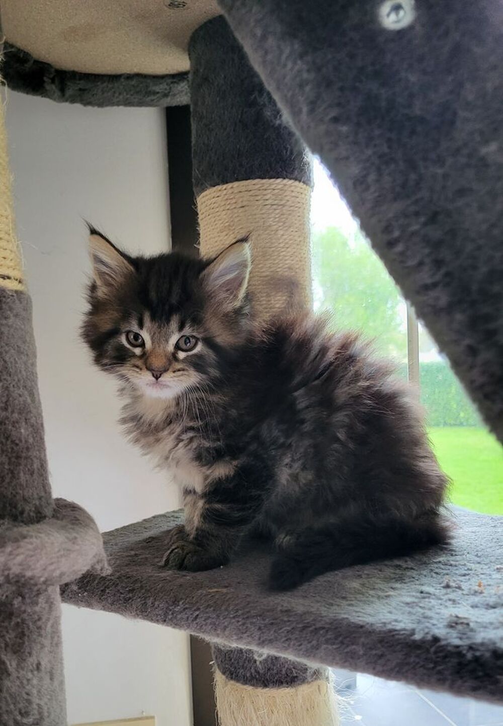   Chaton Maine Coon 