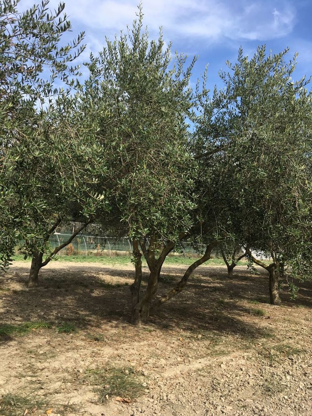 Arbres d'Oliviers - Roquemaure 30150 Jardin