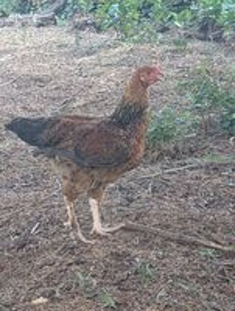   ? Superbe coq Brahma ? 4 mois ? Élevé en plein air 