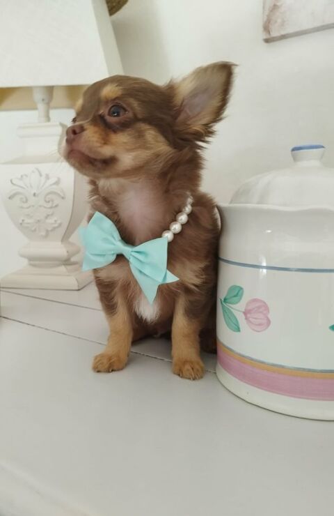 chihuahua M&acirc;le poil long disponible MAINTENANT 850 02440 Montescourt-lizerolles