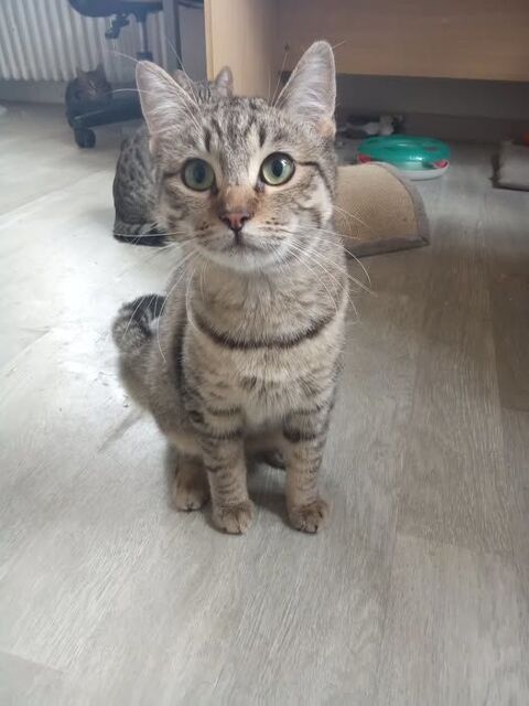 Chat LAYA à l adoption 180 07500 Guilherand-granges