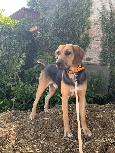 Chiots 0 21140 Semur-en-auxois