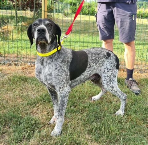 RAMBO gentil papy &agrave; adopter 100 33230 Coutras