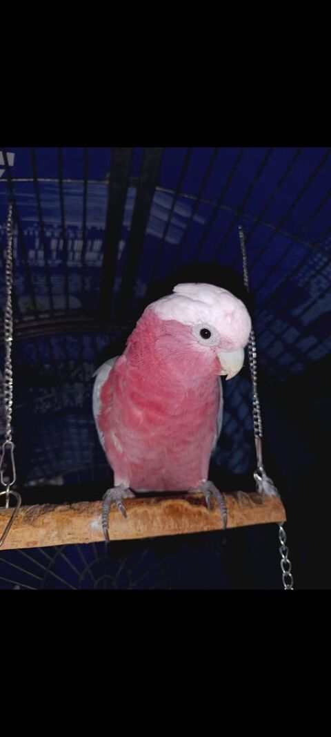  perroquet cacato&egrave;s rosalbin m&acirc;le 2ans
1800 71160 Rigny-sur-arroux