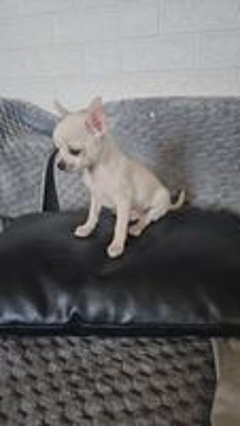   chihuahua 
