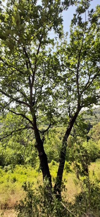  Terrain à vendre 16000 m² Menton