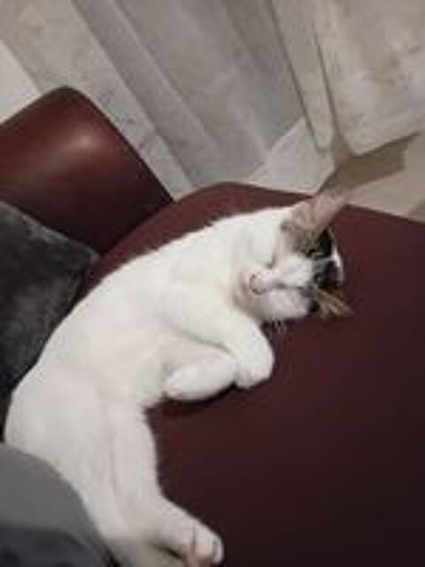   Chatte stérilisée et pucée à adopter 