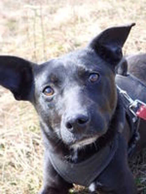   Luisa à l'adoption 