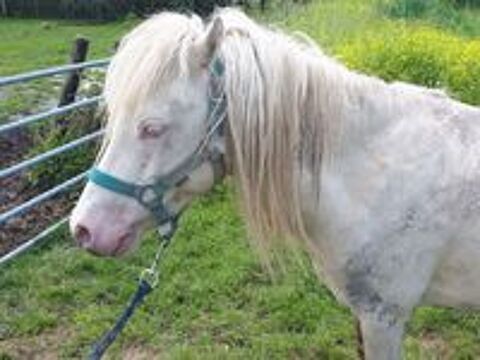   IDALGO, gentil poney ONC crme  adopter via l'association UMA 